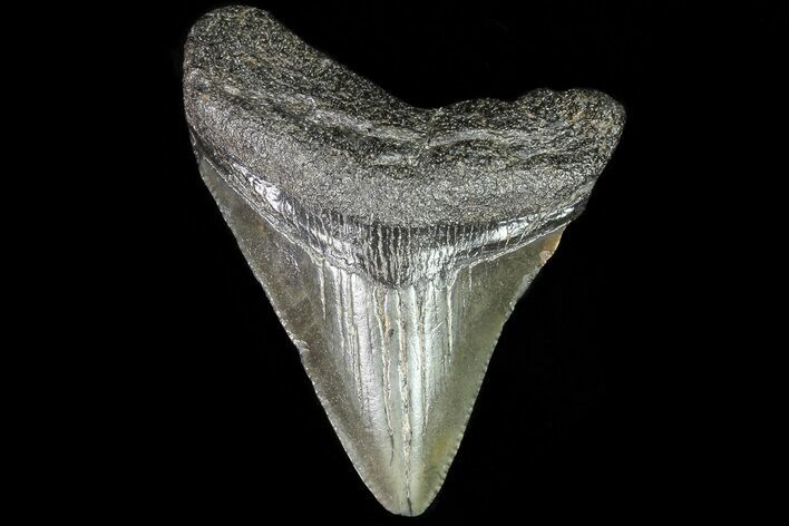 Juvenile Megalodon Tooth - Georgia #83518